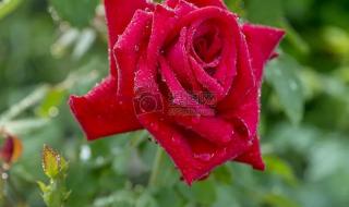 雨中小故事动态图 雨中小故事动态图